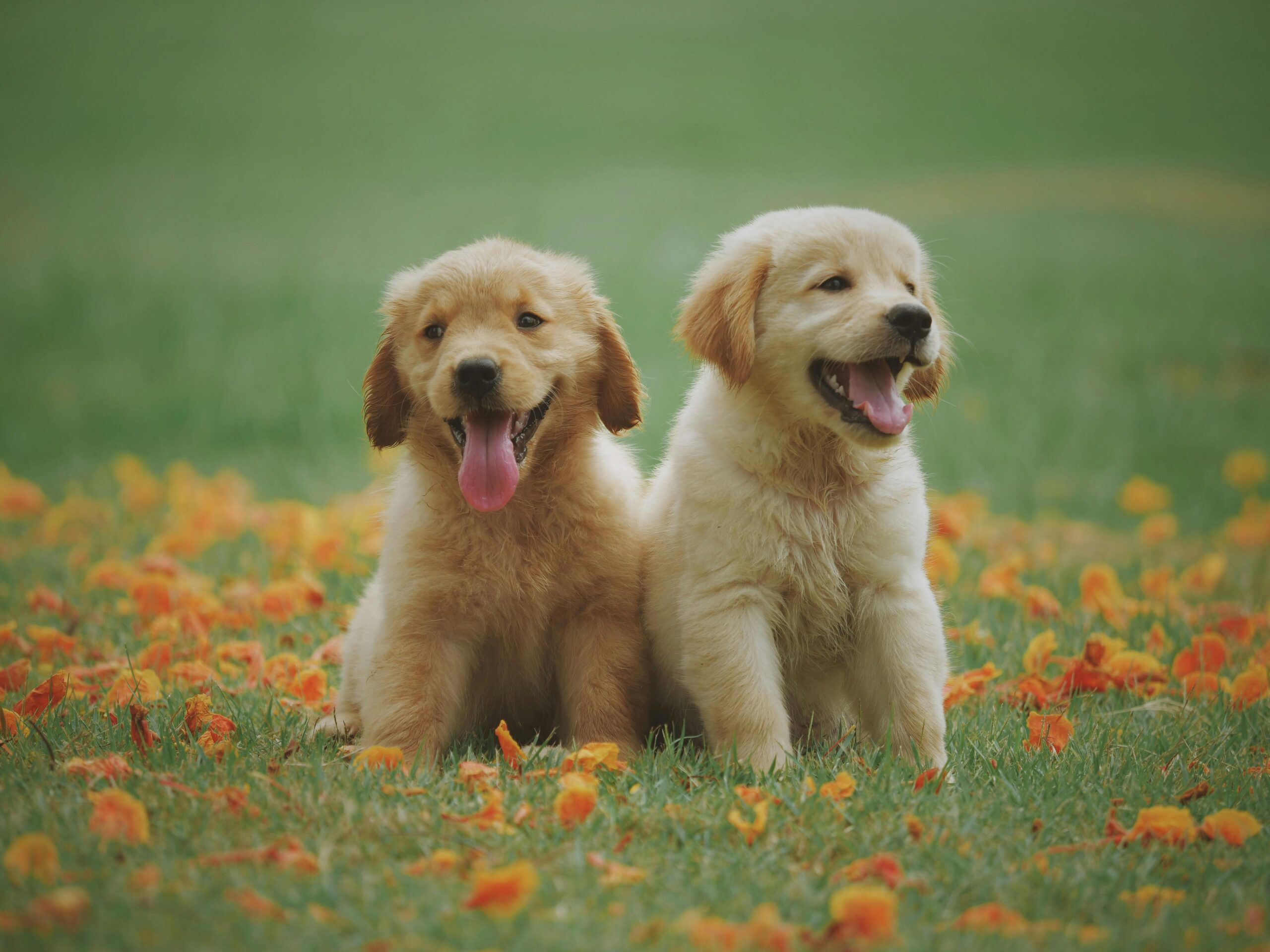 Puppies sitting on a grassy lawn